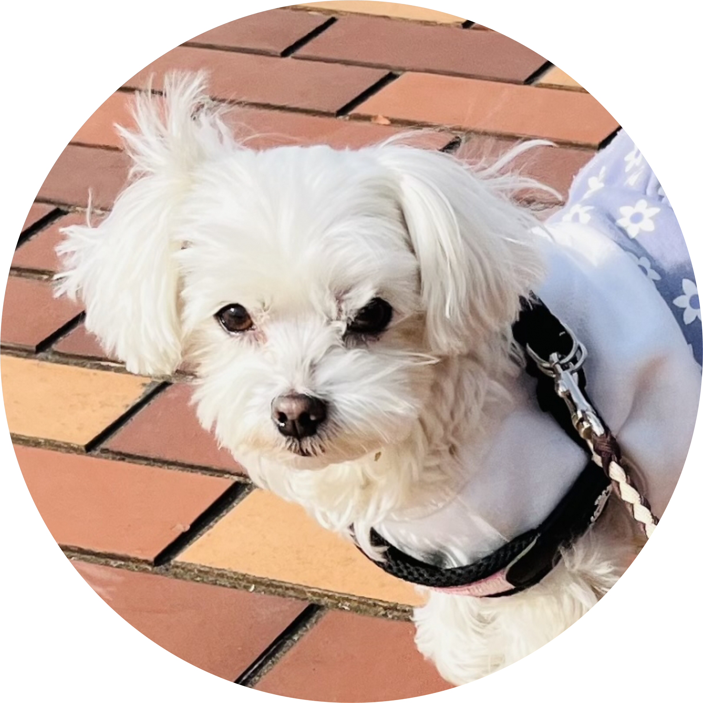 犬